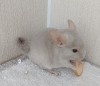 2 мес.