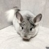 Ханна