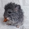 Квиз МХ