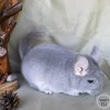 Туфри МиР