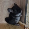 Аксель ЧЖ