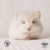 Люкс Ван Флаффи Фан