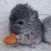 Круиз Рубин МХ