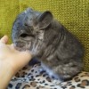 СИ Николя  нЛова