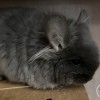 ОЛИВИЯ Винсента