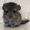 Милаш