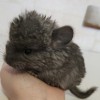 Кассандра