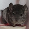 Шелла