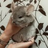 Флерс де Монд _ Маковка НЧЖ