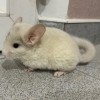 Кими