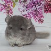 Веньян