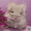 Каффир лайм