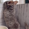 Каспер