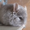 Шень