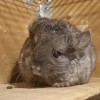 Мэй