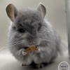 Вивианна