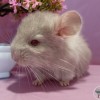 Лима