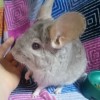 Клайд