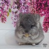 Канаме