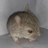 Персей