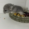 Филипок
