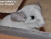 2 год 6 мес