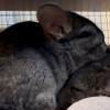 Клюква нголдбар