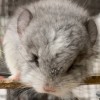 Некоша КПА нголдбар