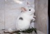 5,5 мес