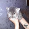 Чебурашка 3