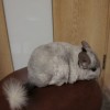 Пятнышко