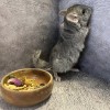 Афина нКПА Шуш