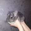 Мурзик