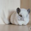 Фантастик Джус