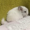 СИ Ром 