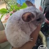 СИ Розанна рекс
