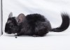 2,5 мес