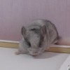 Розалин