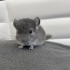 Оливка