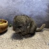 Вальд Шуш