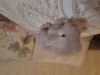 2 недели