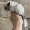 Гайя нРекс Шуш