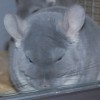 Ланочка