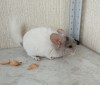 2 мес