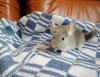Сияние Севера Булка