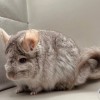 Мини Чин