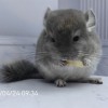 Ирвин Чин Лав