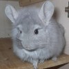 Пончик