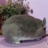 Витания