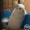 Вилли
